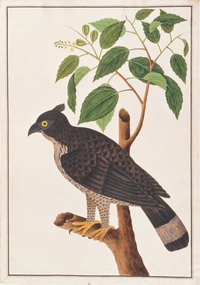 Blyths Habichtsadler, aus Zeichnungen von Vögeln aus Malakka, ca. 1805-18 von Chinese School